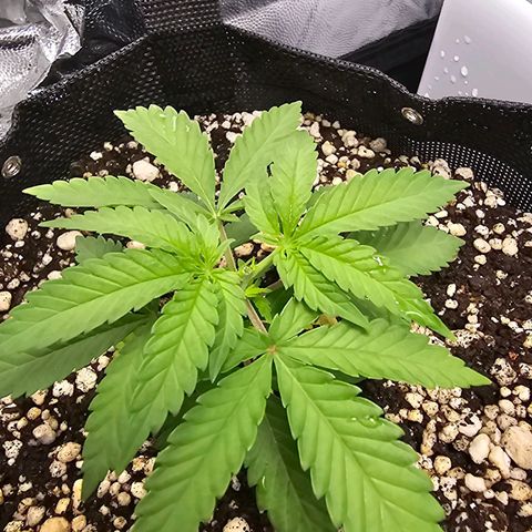 Blue Mistic growlog timeline photo
