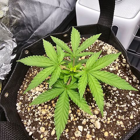 Blue Mistic growlog timeline photo
