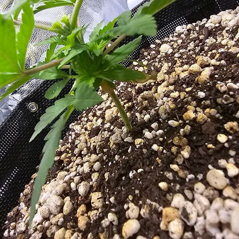 Blue Mistic growlog timeline photo