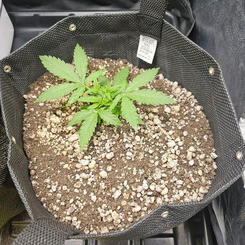 Blue Mistic growlog timeline photo
