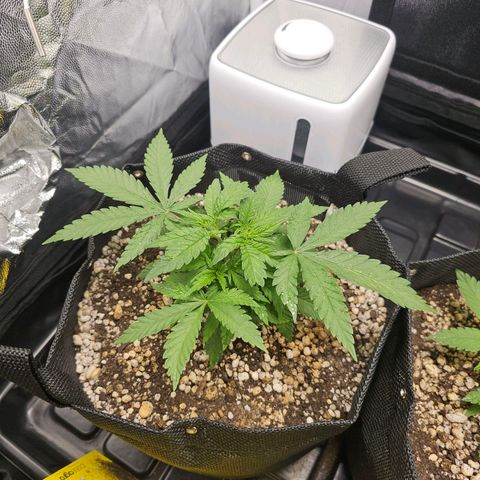 Blue Mistic growlog timeline photo