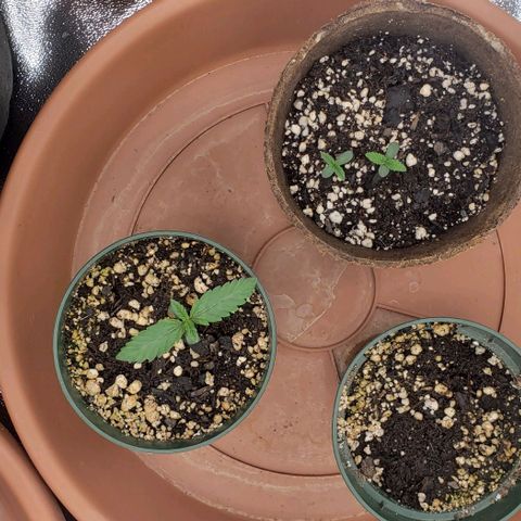 Dave Seeds growlog timeline photo