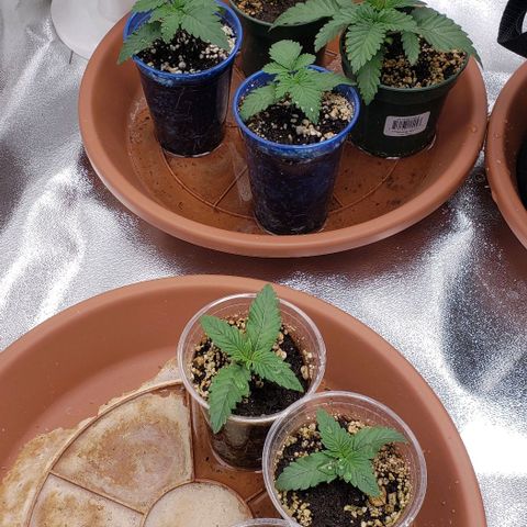 Dave Seeds growlog timeline photo