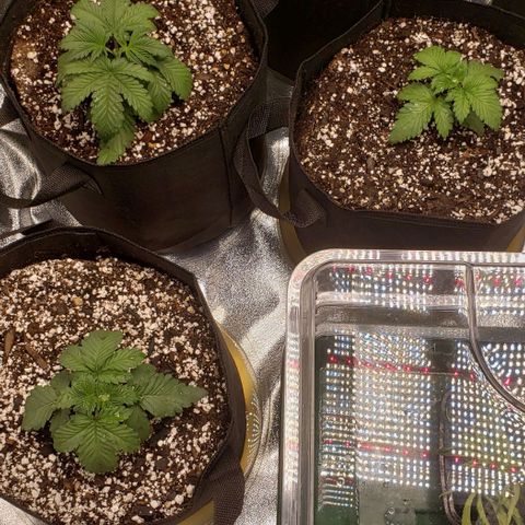 Dave Seeds growlog timeline photo