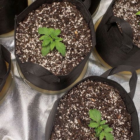 Dave Seeds growlog timeline photo