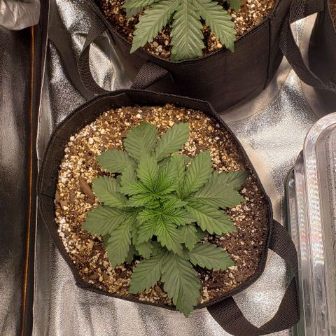 Dave Seeds growlog timeline photo