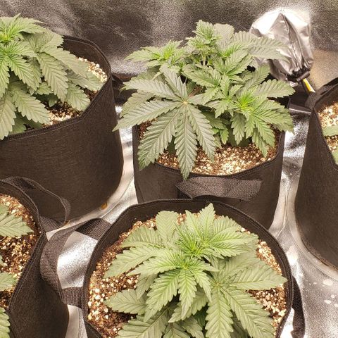 Dave Seeds growlog timeline photo