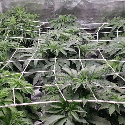 Dave Seeds growlog timeline photo