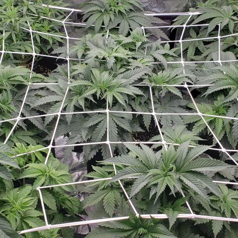 Dave Seeds growlog timeline photo