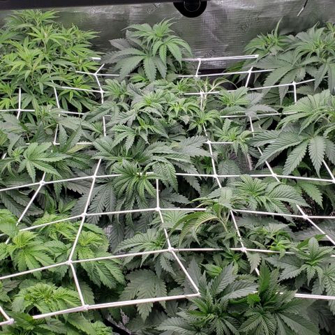 Dave Seeds growlog timeline photo