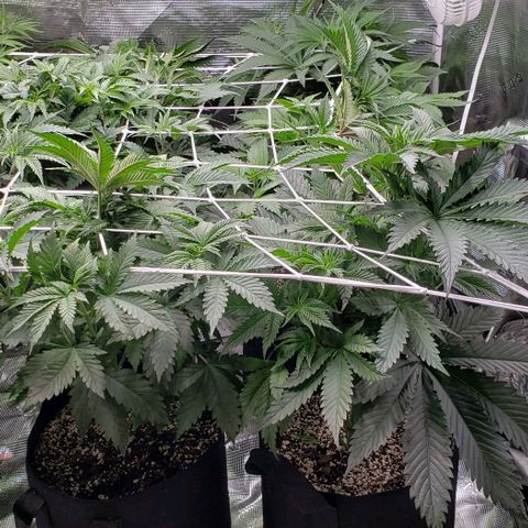 Dave Seeds growlog timeline photo