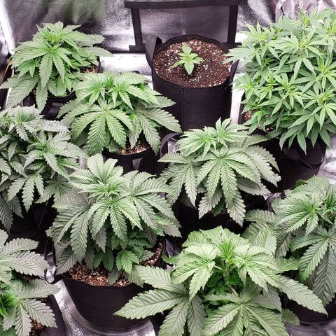 Dave Seeds growlog timeline photo