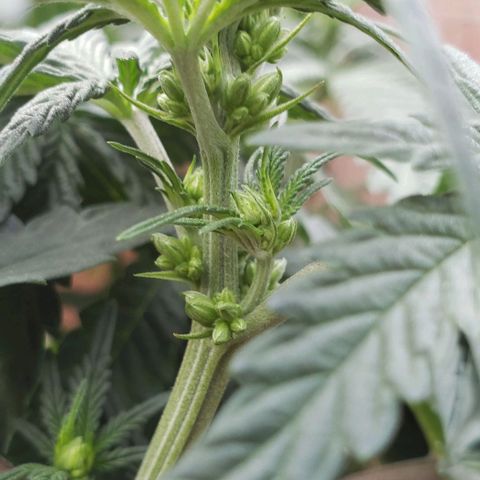 Dave Seeds growlog timeline photo