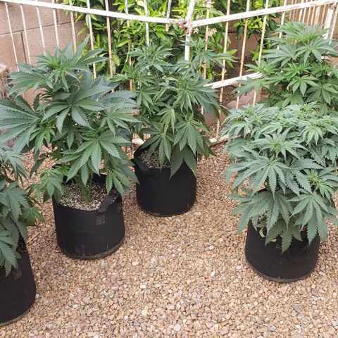 Dave Seeds growlog photo: All Male plants.