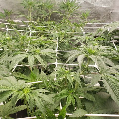 Dave Seeds growlog timeline photo