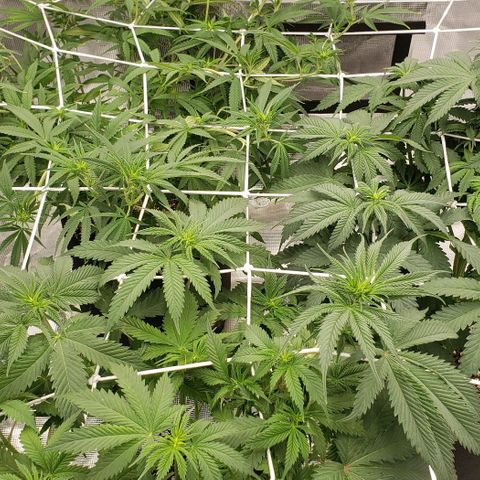 Dave Seeds growlog timeline photo