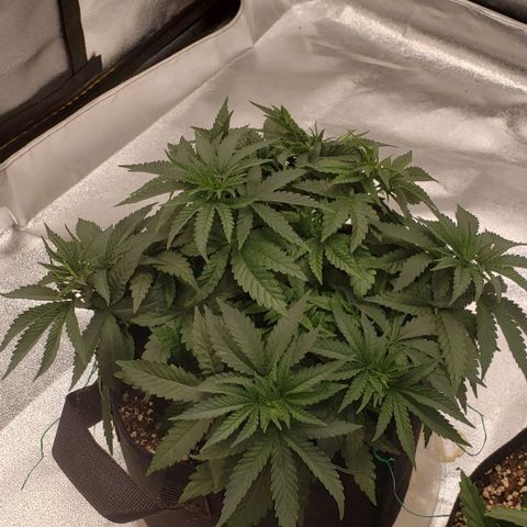 Grand Daddy Purps growlog timeline photo
