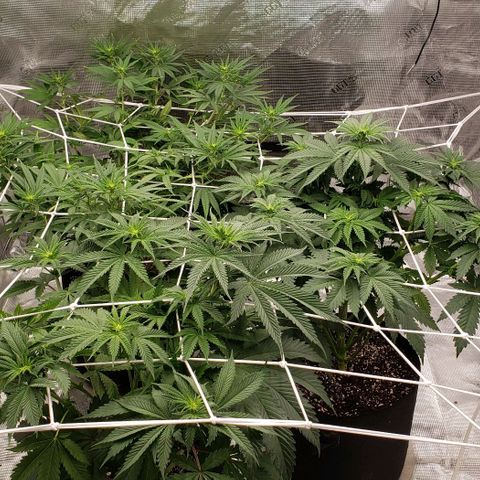 Dave Seeds growlog timeline photo