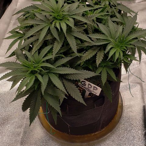 Grand Daddy Purps growlog timeline photo