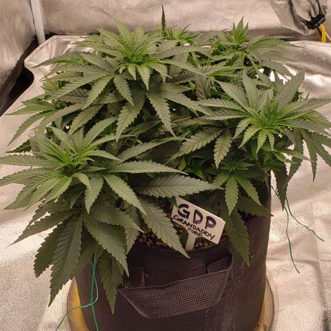 Grand Daddy Purps growlog timeline photo