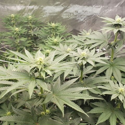 Dave Seeds growlog timeline photo