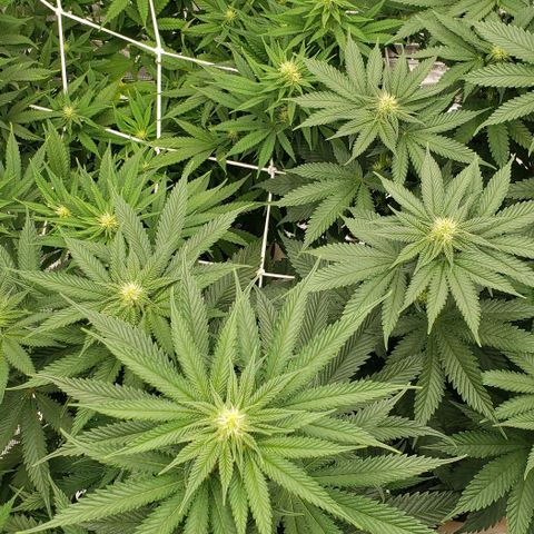 Dave Seeds growlog timeline photo