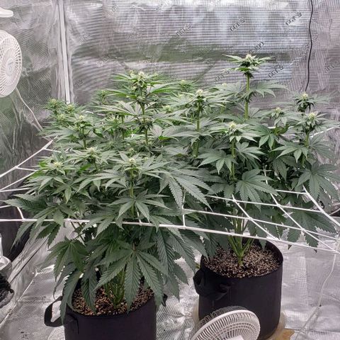 Dave Seeds growlog timeline photo