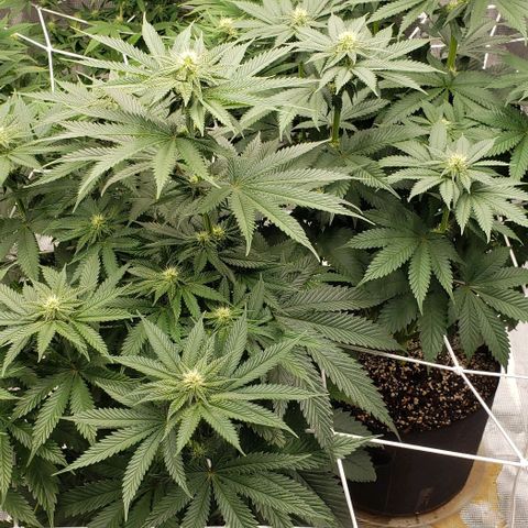 Dave Seeds growlog timeline photo