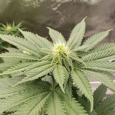Dave Seeds growlog timeline photo