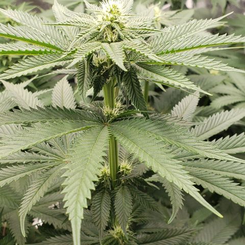 Dave Seeds growlog timeline photo