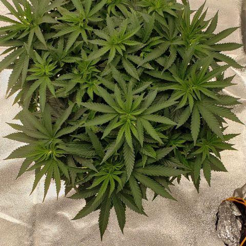 Grand Daddy Purps growlog timeline photo