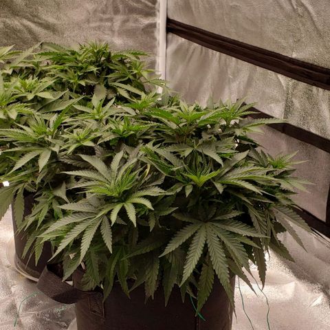 Grand Daddy Purps growlog timeline photo