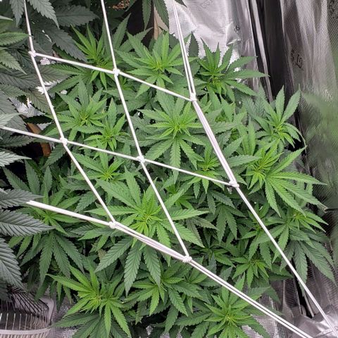 Grand Daddy Purps growlog timeline photo