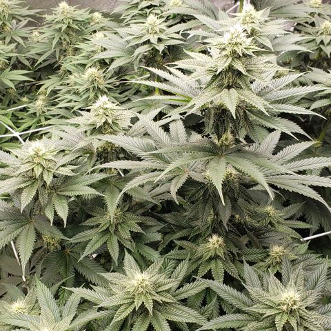 Dave Seeds growlog timeline photo