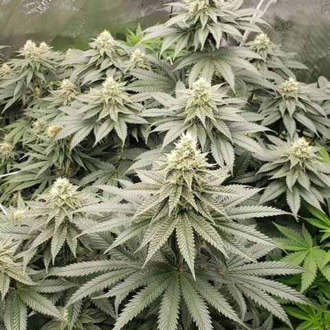 Dave Seeds growlog timeline photo