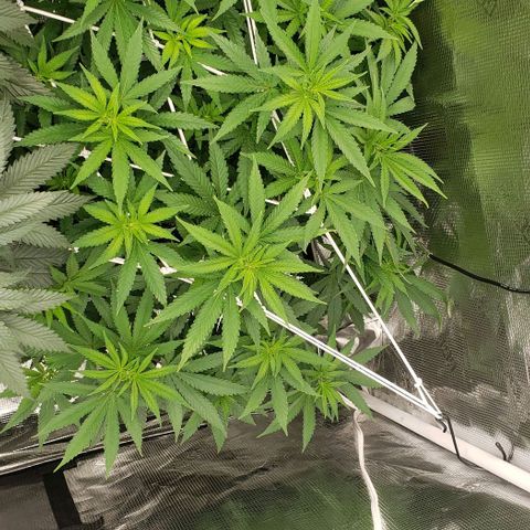 Grand Daddy Purps growlog timeline photo