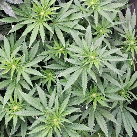 Grand Daddy Purps growlog timeline photo