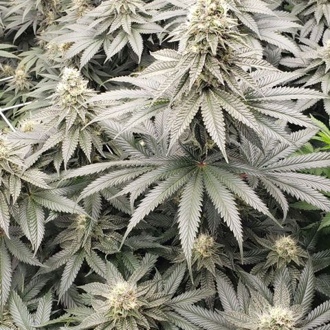 Dave Seeds growlog timeline photo