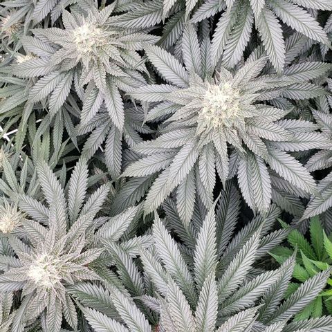 Dave Seeds growlog timeline photo