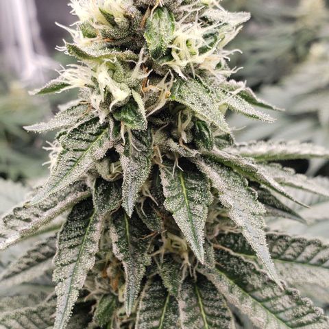 Dave Seeds growlog timeline photo