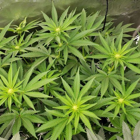 Grand Daddy Purps growlog timeline photo