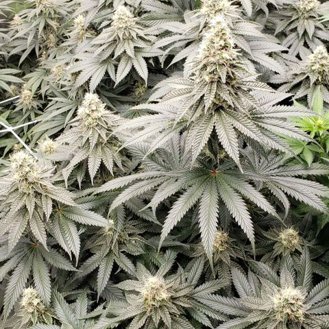 Dave Seeds growlog timeline photo