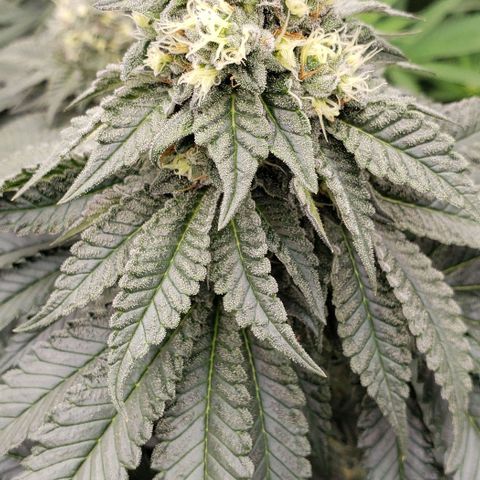 Dave Seeds growlog timeline photo
