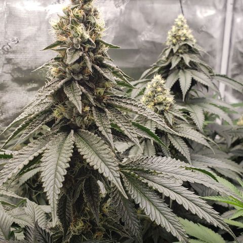 Dave Seeds growlog timeline photo
