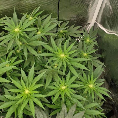 Grand Daddy Purps growlog timeline photo