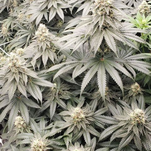 Dave Seeds growlog timeline photo