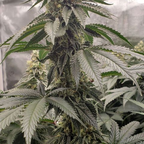 Dave Seeds growlog timeline photo