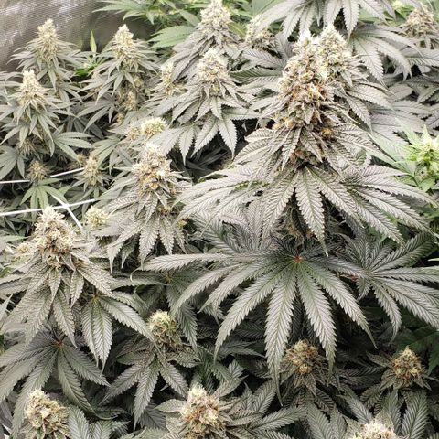 Dave Seeds growlog timeline photo