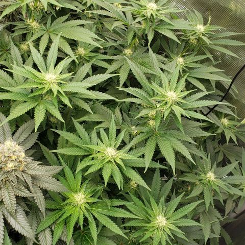 Grand Daddy Purps growlog timeline photo