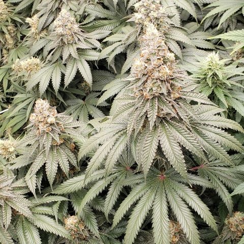 Dave Seeds growlog timeline photo